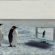 Farce of the Penguins (2007) - Found Footage Films Movie Fanart (Found Footage Comedy Movies)